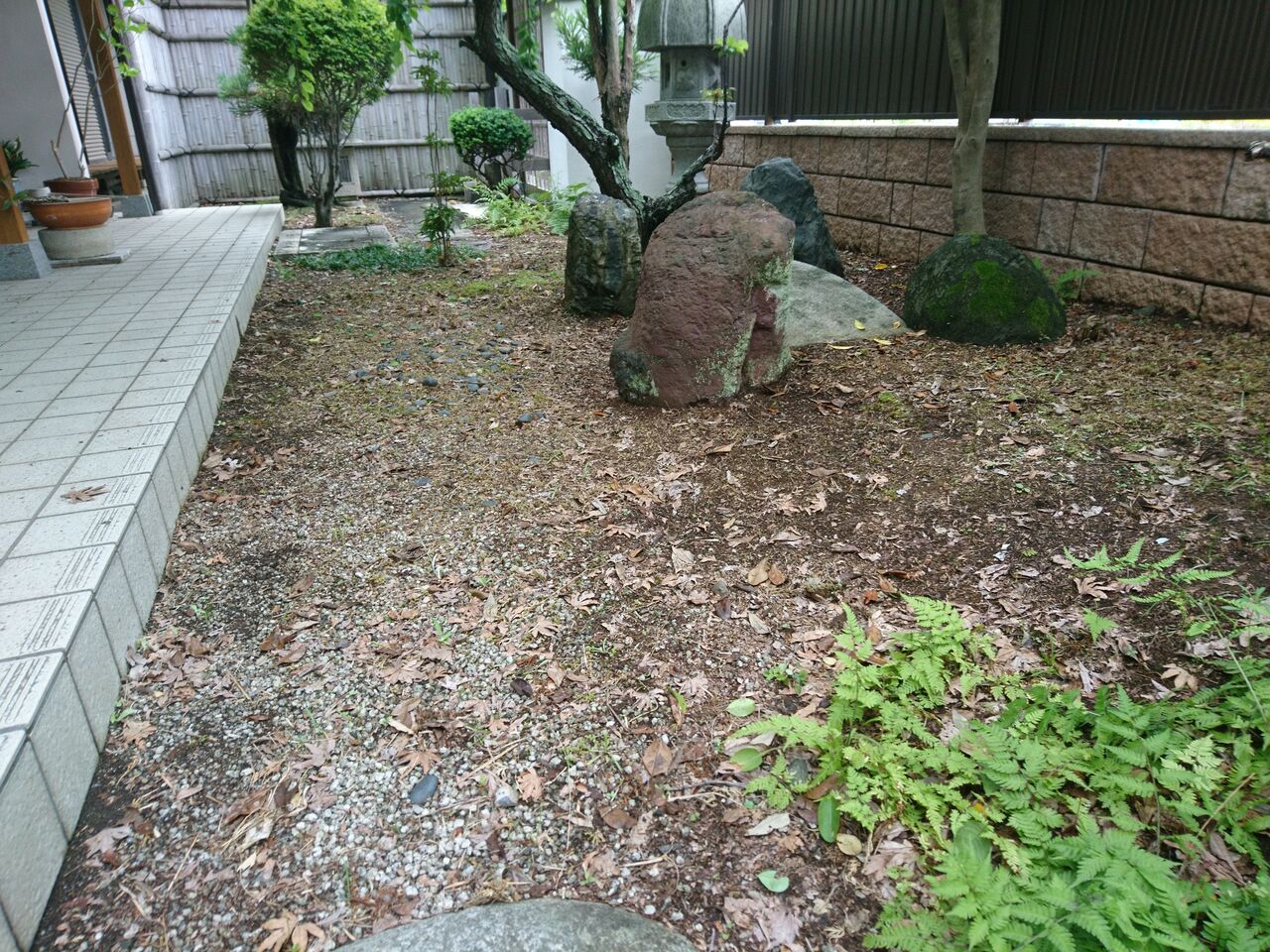梅雨の晴れ間に草取りとか ももんがの飛膜 梅雨の晴れ間に草取りとか ももんがの飛膜
