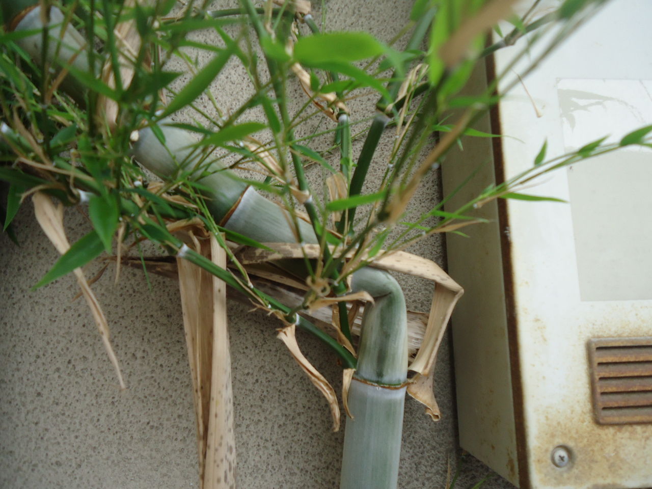 庭の亀甲竹 ももんがの飛膜