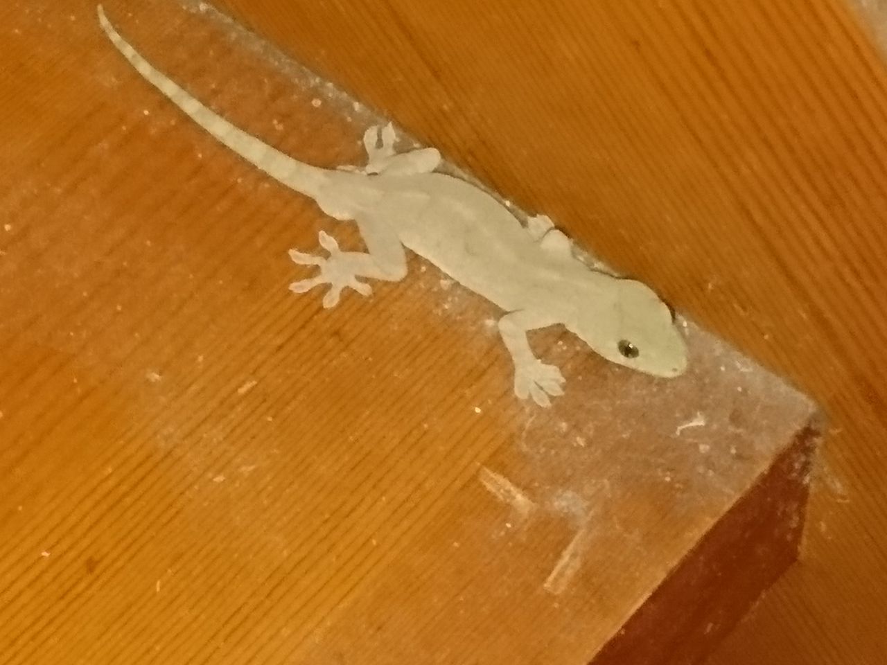 家のヤモリのこと ももんがの飛膜