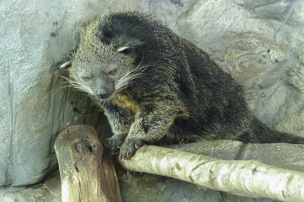 arctictis-binturong-796036_960_720