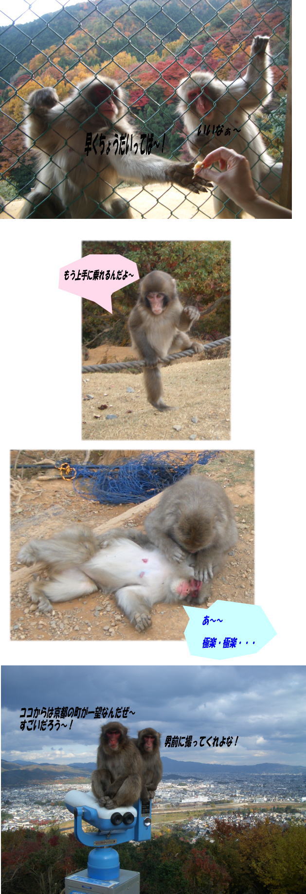 嵐山モンキーパーク リスザル さくらの日 嵐山モンキーパーク リスザル さくらの日