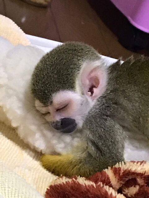 さくらとの生活が始まりました リスザル さくらの日 さくらとの生活が始まりました リスザル さくらの日
