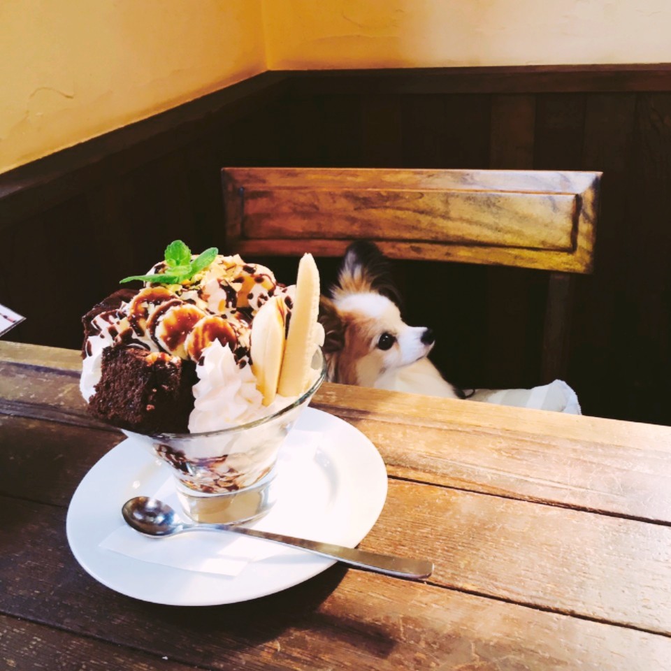 伊豆旅行 その2 パピヨン ブログ ももたんちの実生活 伊豆旅行 その2 パピヨン ブログ ももたんちの実生活