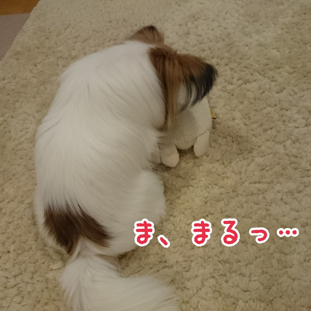 Aktivait 卒業 パピヨン ブログ ももたんちの実生活 Aktivait 卒業 パピヨン ブログ ももたんちの実生活