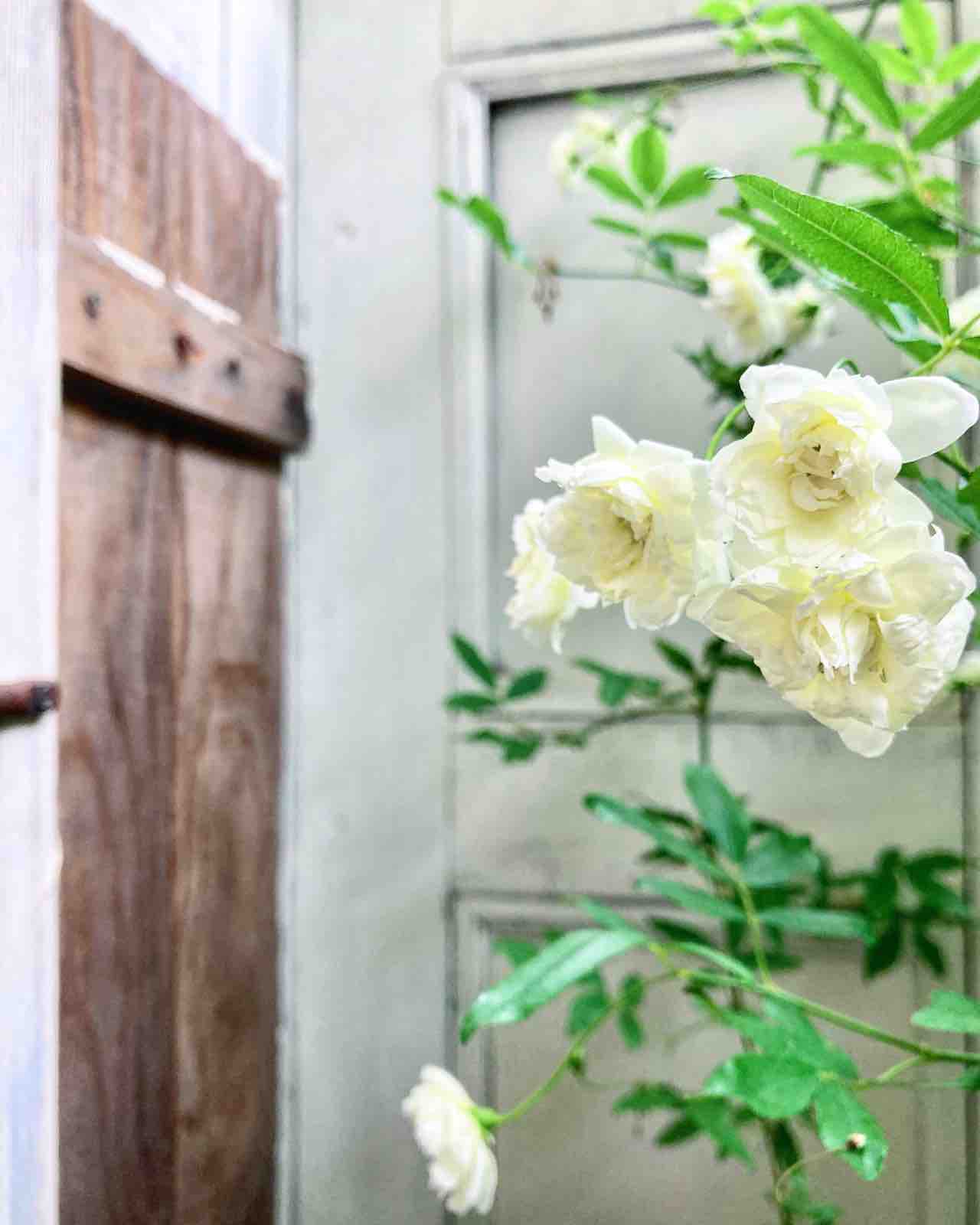 またまた頭がパンクしそう P J S Home And Garden Powered By ライブドアブログ
