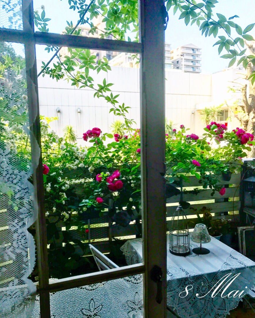 庭のつるバラ アンジェラと光のマジック P J S Home And Garden Powered By ライブドアブログ 庭のつるバラ アンジェラと光のマジック P J S Home And Garden Powered By ライブドアブログ