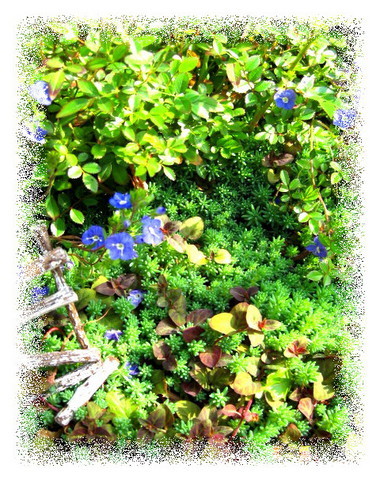 セダムは地植え派 P J S Home And Garden Powered By ライブドアブログ