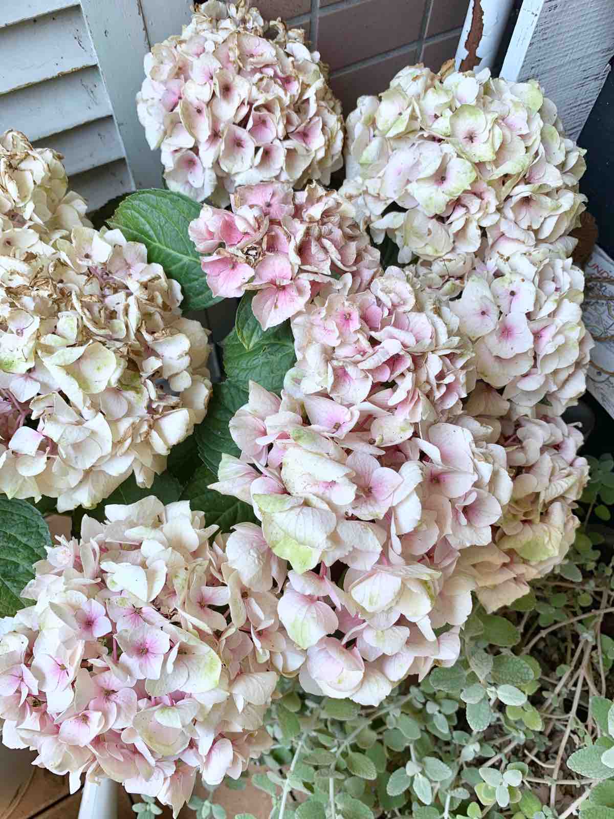 心配な紫陽花とパーテーションdiy P J S Home And Garden Powered By ライブドアブログ 心配な紫陽花とパーテーションdiy P J S Home And Garden Powered By ライブドアブログ
