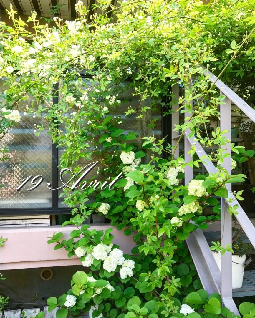 庭で咲いたオオデマリを飾ってリビングキャビネも初夏仕様に P J S Home And Garden Powered By ライブドアブログ
