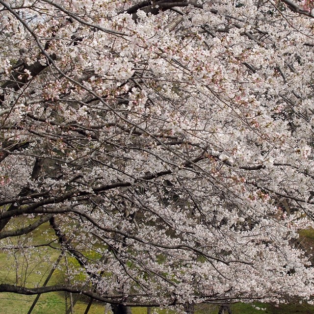 桜満開 泉自然公園 人生は 旅して食って呑んで