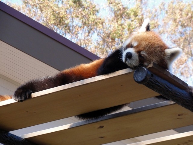 千葉市動物公園 レッサーパンダが見たい 人生は 旅して食って呑んで 千葉市動物公園 レッサーパンダが見たい 人生は 旅して食って呑んで