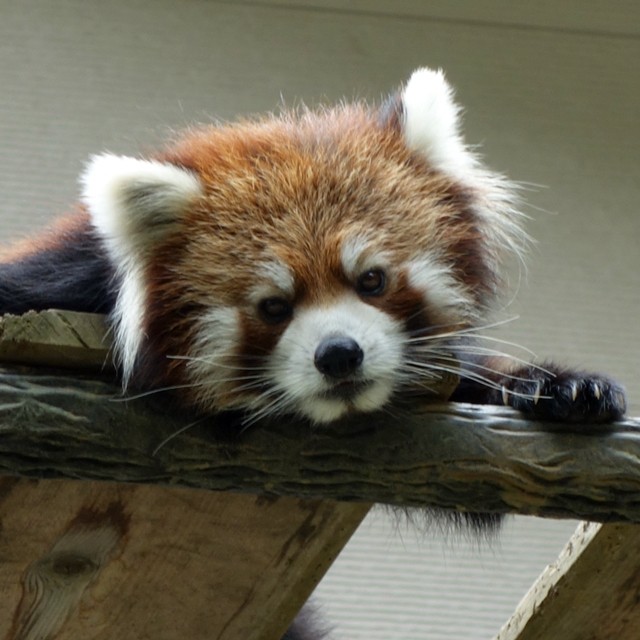 レッサーパンダだけを見るために 千葉市動物公園 へ 人生は 旅して食って呑んで レッサーパンダだけを見るために 千葉市動物公園 へ 人生は 旅して食って呑んで