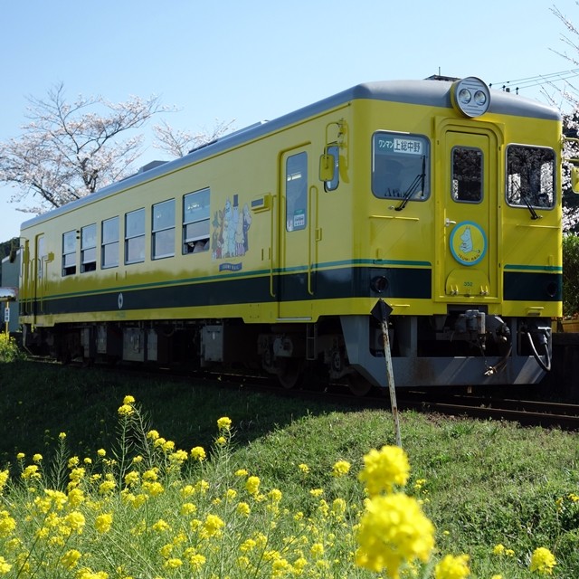 いすみ鉄道 桜と菜の花 いすみ市新田野駅 人生は 旅して食って呑んで