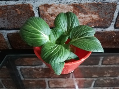 リボベジ青梗菜 (5)