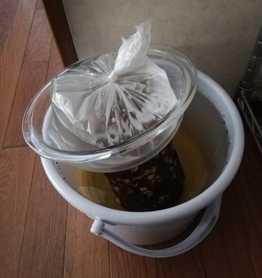 しいたけ栽培浸水作業