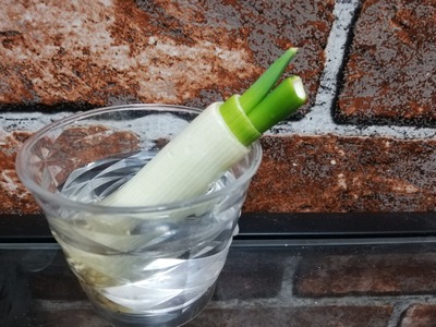 リボベジでネギ (3)