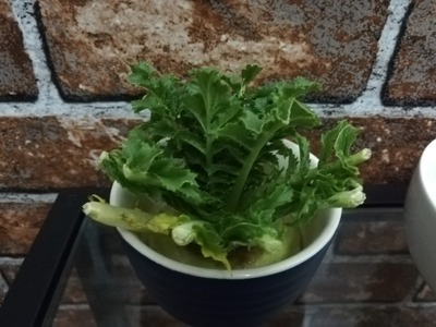 リボベジ大根 (4)