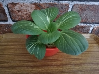 リボベジ青梗菜 (6)