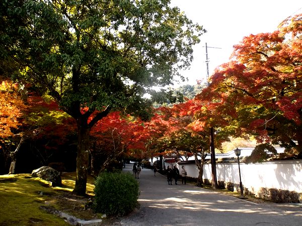 ���Ӷ�����ë����