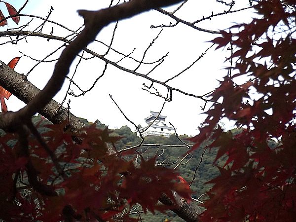 ���Ӷ�����ë����