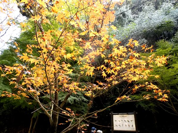 ���Ӷ�����ë����