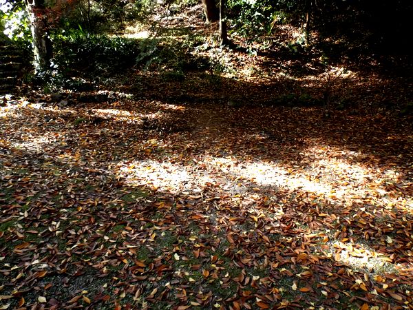 ���Ӷ�����ë����