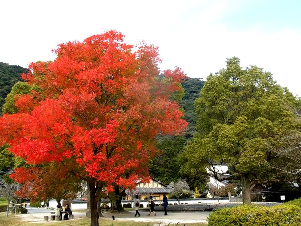 ���Ӷ�����ë����