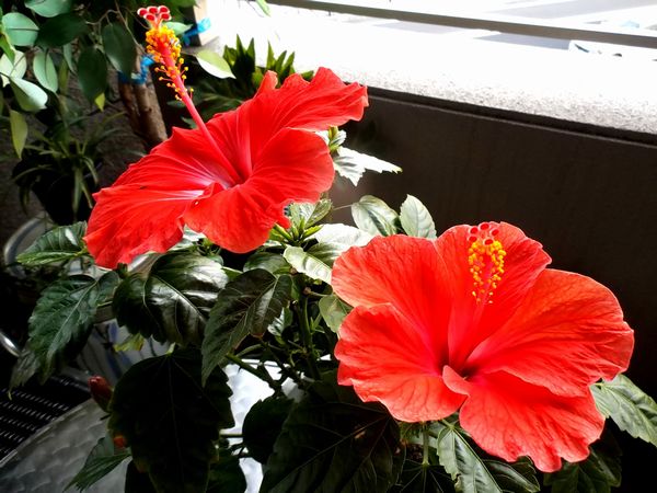 �ϥ��ӥ�����