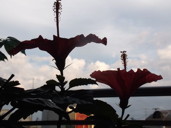 ���ȥϥ��ӥ�����