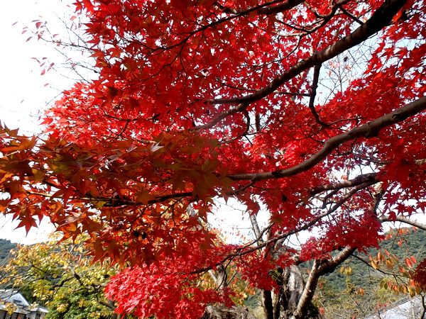 ���Ӷ�����ë����