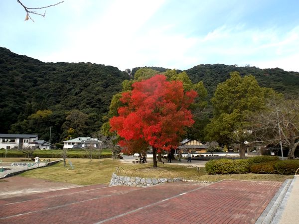 ���Ӷ�����ë����