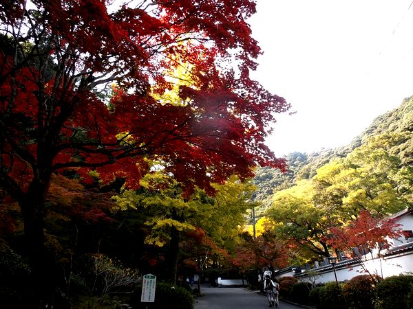 ���Ӷ�����ë����