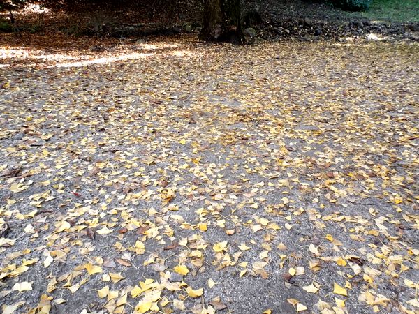 ���Ӷ�����ë����