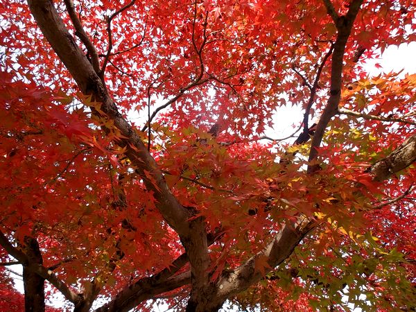 ���Ӷ�����ë����