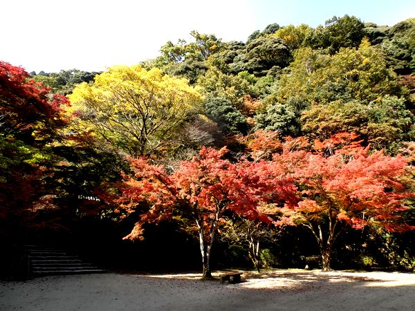 ���Ӷ�����ë����