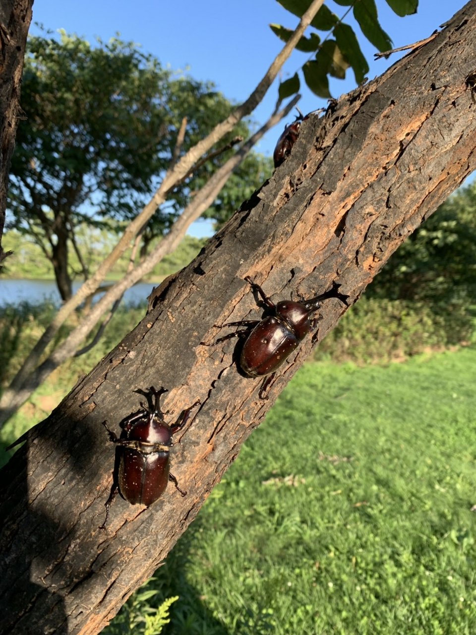 カブトムシお別れ会 サララｂlog