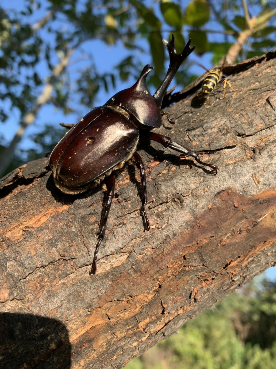 カブトムシお別れ会 サララblog カブトムシお別れ会 サララblog