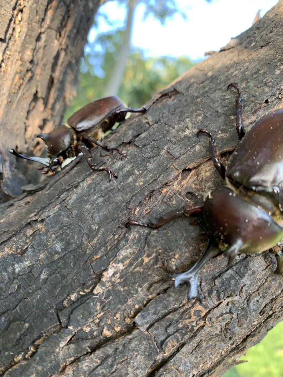 カブトムシお別れ会 サララｂlog