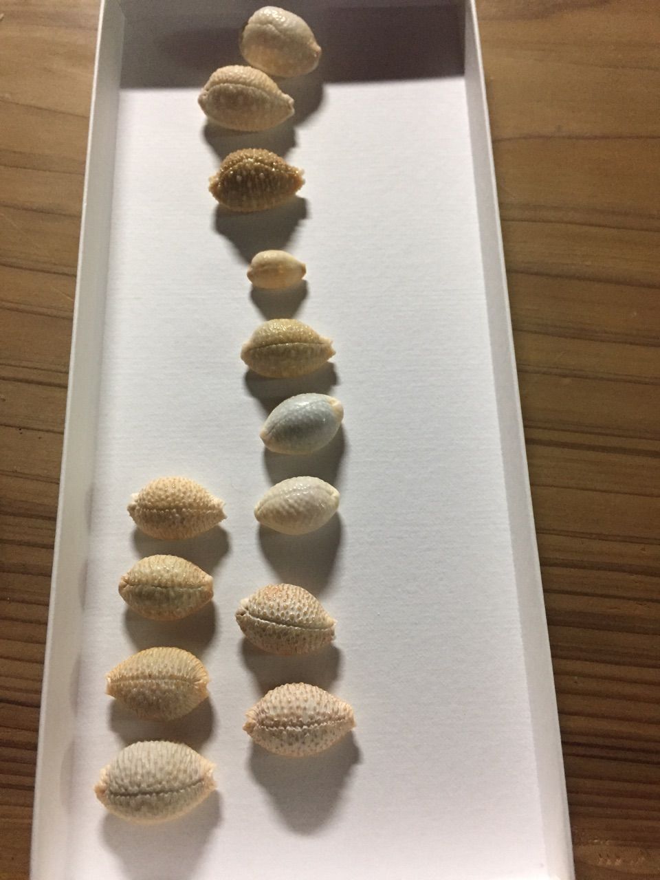 タカラガイの面白さ その2は こいつのfd みさきラボ 高知の日々 タカラガイの面白さ その2は こいつのfd みさきラボ 高知の日々