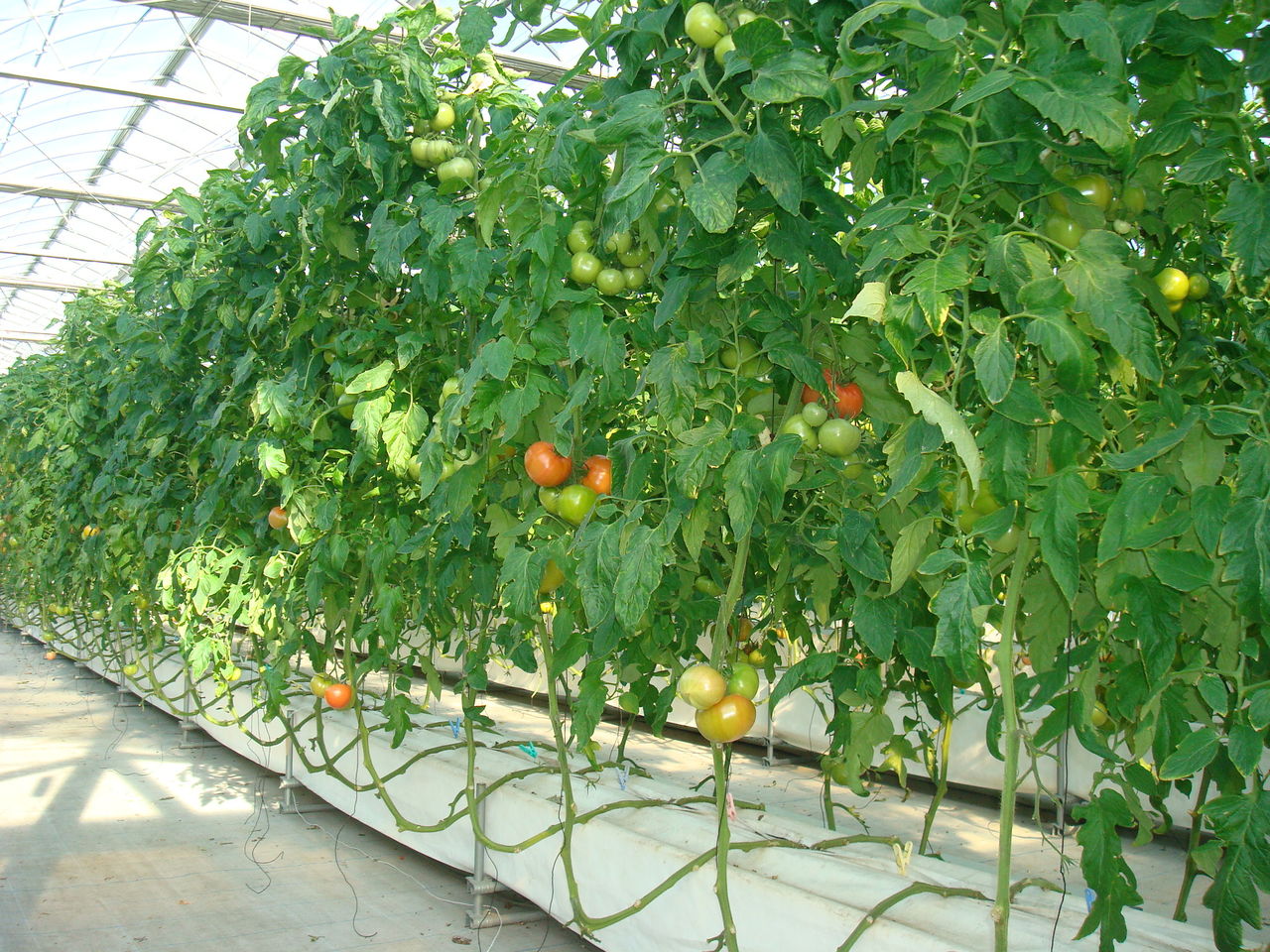 下葉かきの手入れをしました 農業生産法人 株 井出トマト農園 トマトブログ