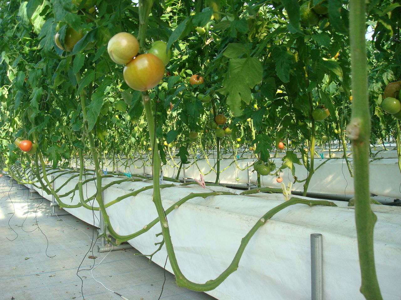 下葉かきの手入れをしました 農業生産法人 株 井出トマト農園 トマトブログ
