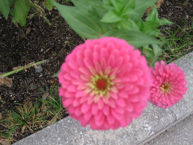 麗華 ダリア 行雲流水