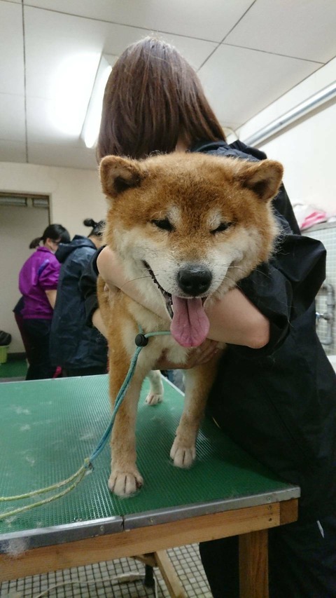 2018-03-21保護犬５