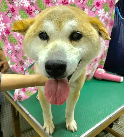 2018-03-21保護犬１