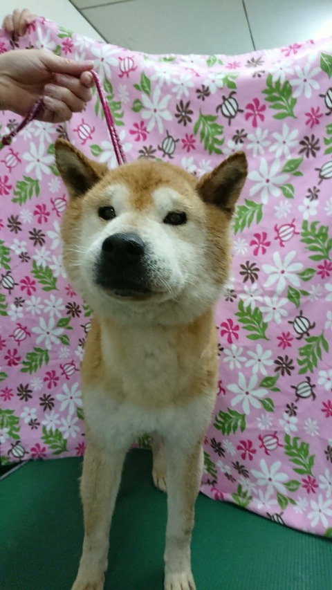 2018-03-21保護犬2