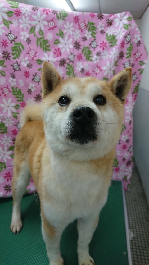 2018-03-21保護犬4