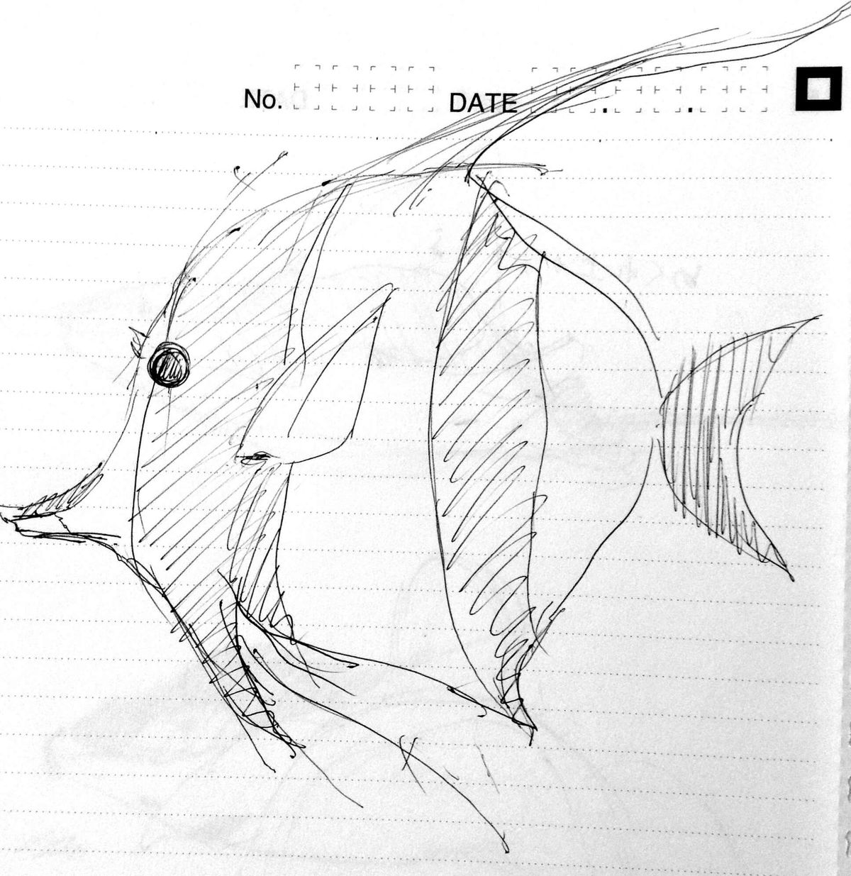 熱帯魚イラスト ツノダシ 魚イラスト クロッキーを素人がひたすら描き続けるブログ