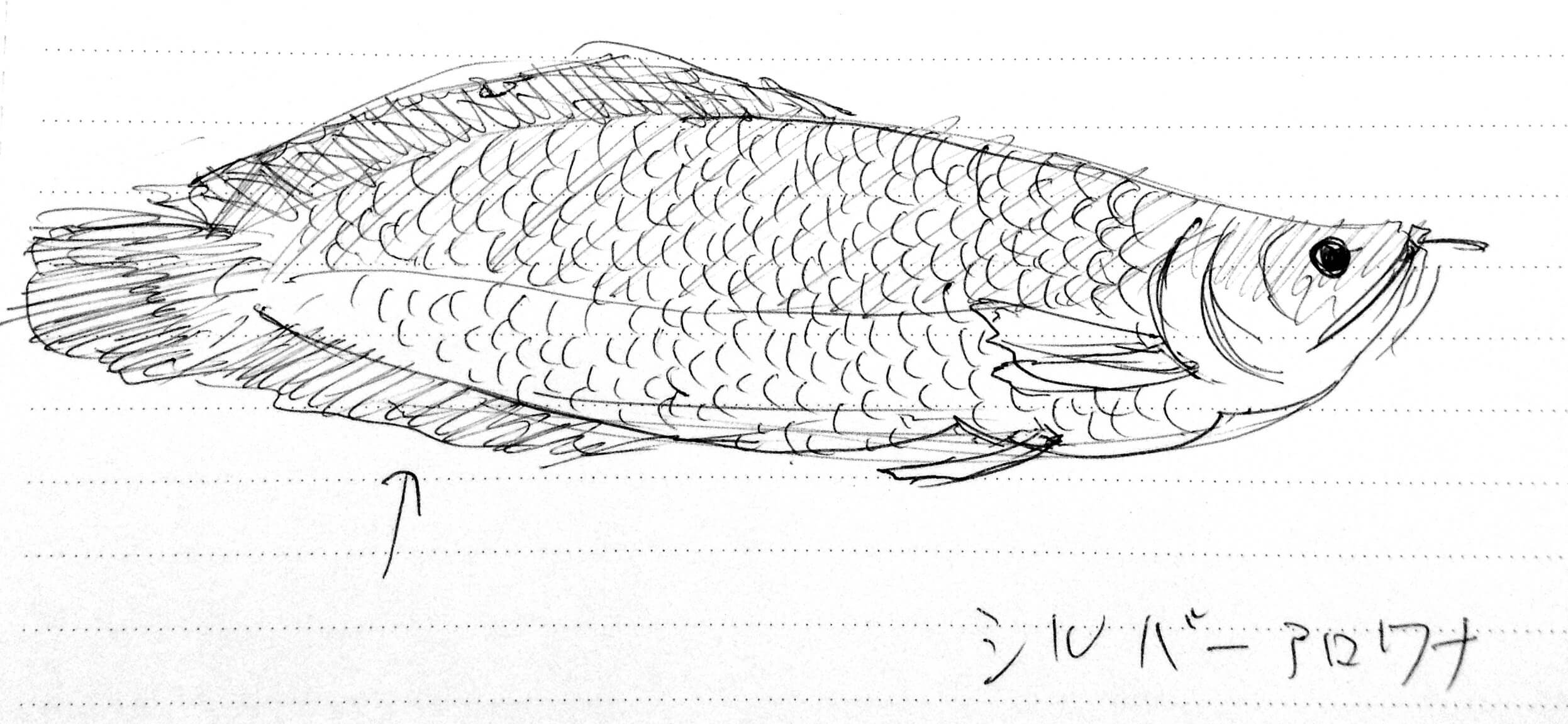 シルバーアロワナイラスト クロッキー ペットとしても人気の熱帯雨林の魚 魚イラスト クロッキーを素人がひたすら描き続けるブログ