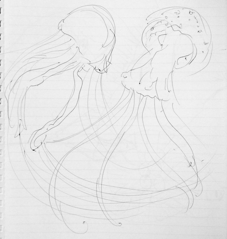 クラゲ模様違い : 魚イラスト・クロッキーを素人がひたすら描き続けるブログ