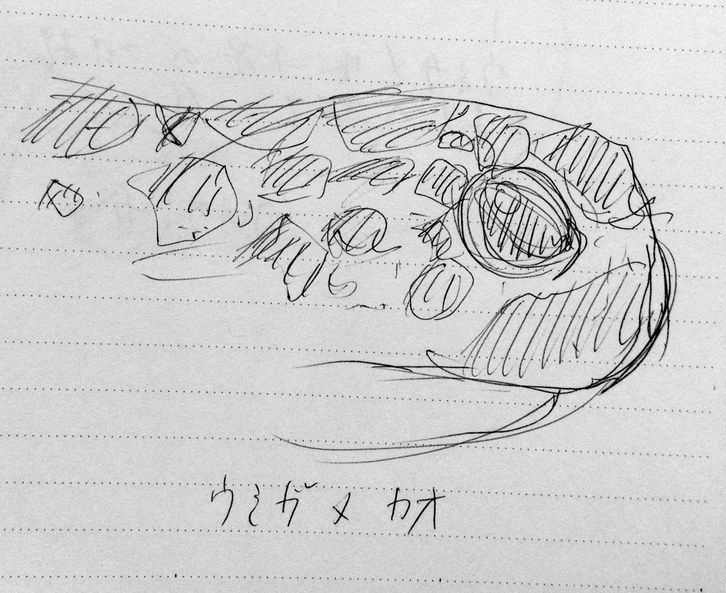 アオウミガメイラスト 1m以上のウミガメ 魚イラスト クロッキーを素人がひたすら描き続けるブログ